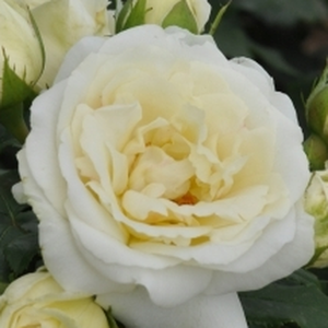 Floribunda ruže - Ruža - Lenka™ - 
